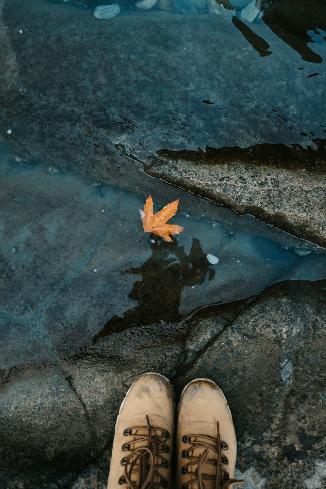 brown-maple-leaf-on-blue-water-o8g7kmwfkj0